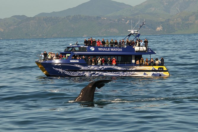 5-Day New Zealand North and South Island Highlights Tour - Day 5: Whale watching in Kaikoura and the road to Christchurch