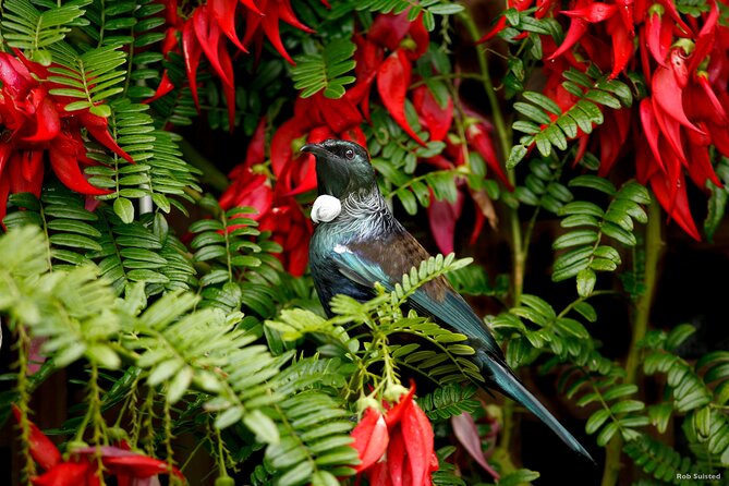 Afternoon Piha Beach and Rainforest Tour from Auckland - Key points to know before you book