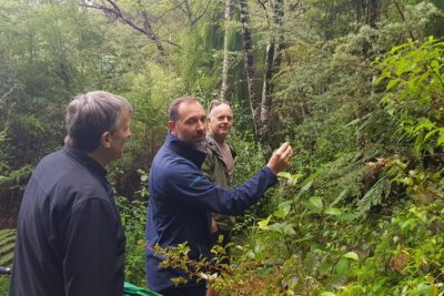 Afternoon Piha Beach and Rainforest Tour from Auckland