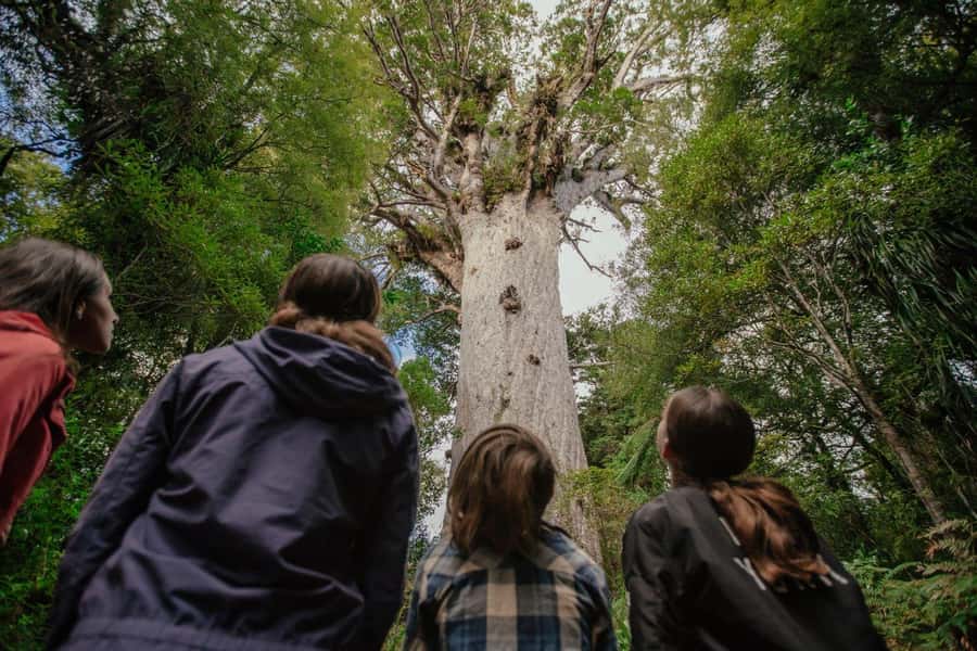 Auckland: 2-Day Bay of Islands Small Group Tour with Cruise - Why this Auckland to Bay of Islands route works