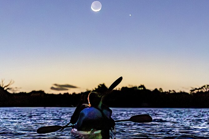 Auckland Bioluminescence Kayak Tour - Why Auckland’s sea sparkle is worth seeing