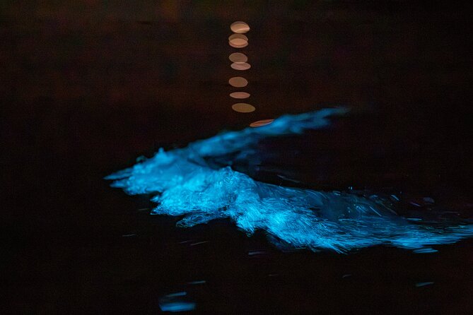 Auckland Bioluminescence Kayak Tour - How good is the $68.26 price?