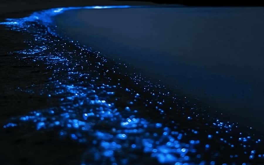 Auckland: Bioluminescence Kayak Tour with Guide - The first stage: gear, safety, and basic paddling