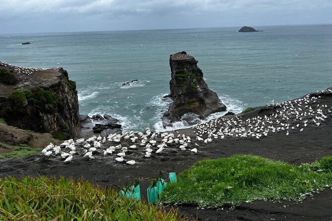 Auckland City and West Coast Black Sand Beach Full Day Tour - Maungawhau gives you Auckland from above