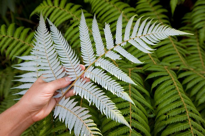Auckland City and West Coast Full Day Tour - Lake Pupuke and Takapuna: Auckland’s volcanic beginning