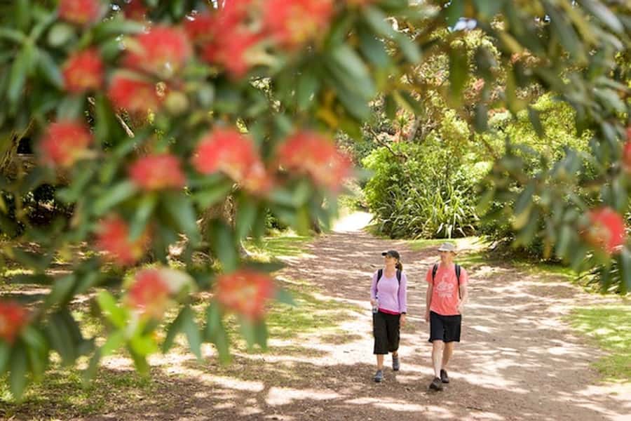 Auckland City and West Coast Luxury Tour - A full day built around Auckland’s contrasts