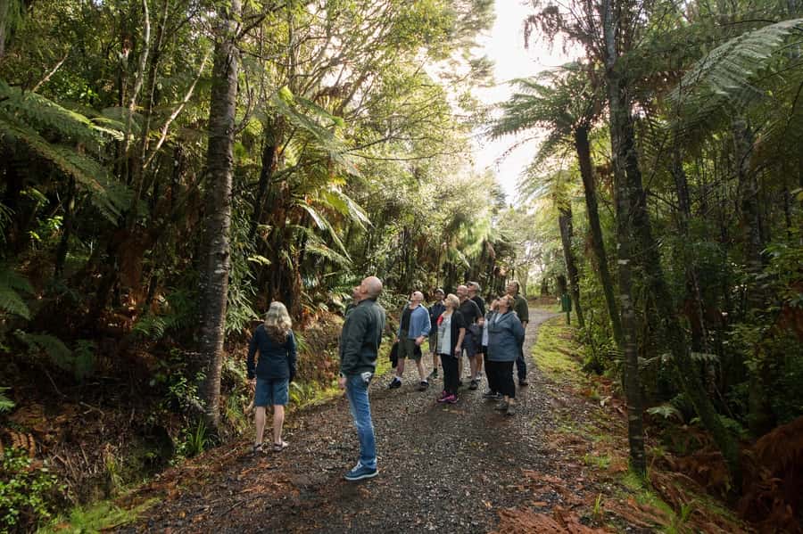 Auckland City, Beaches & Rainforest Premium Small Group Tour - Key details at a glance