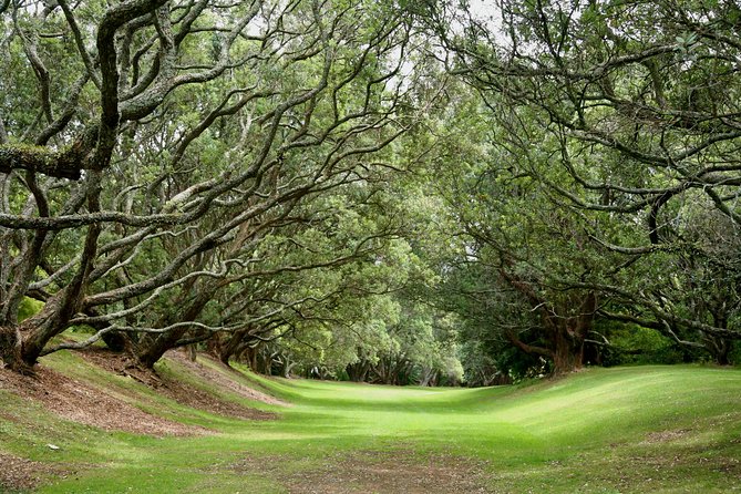 Auckland City Discovery Experience - Private Tour From Auckland - Two hours at Auckland Museum