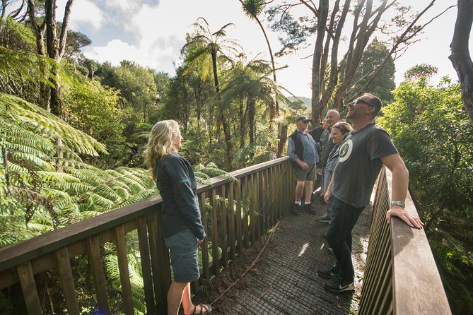 Auckland City Highlights, Afternoon Piha Beach & Rainforest Tour - Key points at a glance