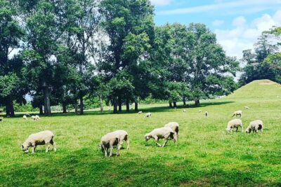 Auckland City Highlights Full Day Tour