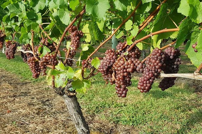 Auckland City Tour & Kumeu Wine Country Includes Wine Tastings & Lunch - Lunch and the first tasting at Soljans Estate