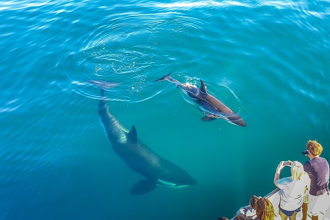Auckland Dolphin and Whale Watching Eco-Safari Cruise - Why this Auckland wildlife cruise is worth considering