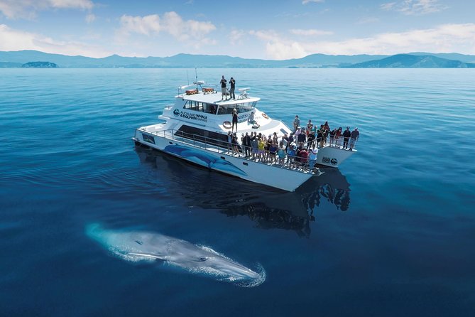 Auckland Dolphin and Whale Watching Eco-Safari Cruise - Starting at Viaduct Harbour