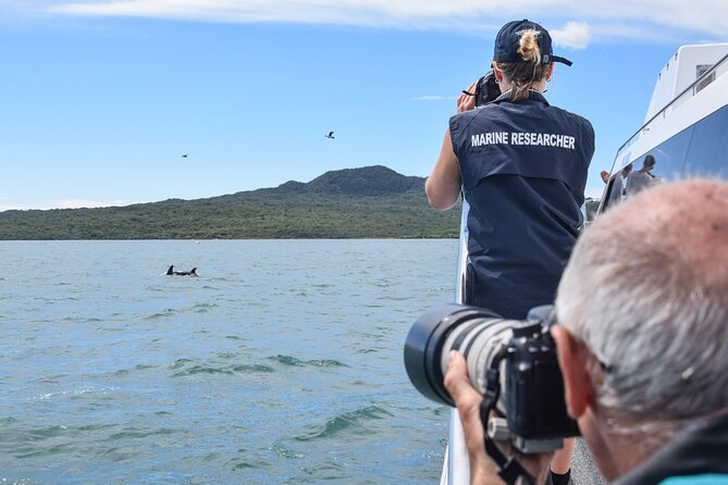 Auckland Dolphin and Whale Watching Eco-Safari Cruise - What you might see from the catamaran