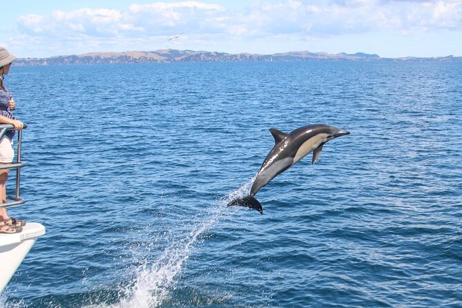 Auckland Dolphin and Whale Watching Eco-Safari Cruise - How the conservation focus changes the experience