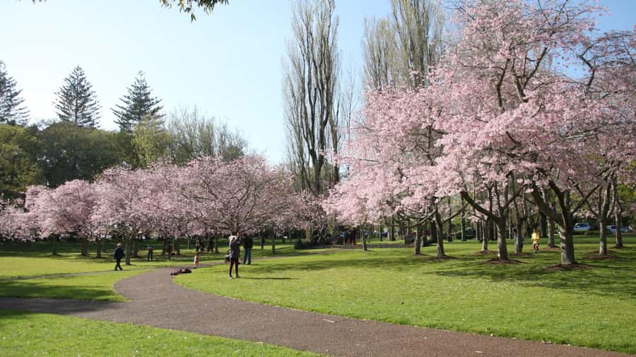 Auckland: Full-Day City Tour - Key points to know before booking