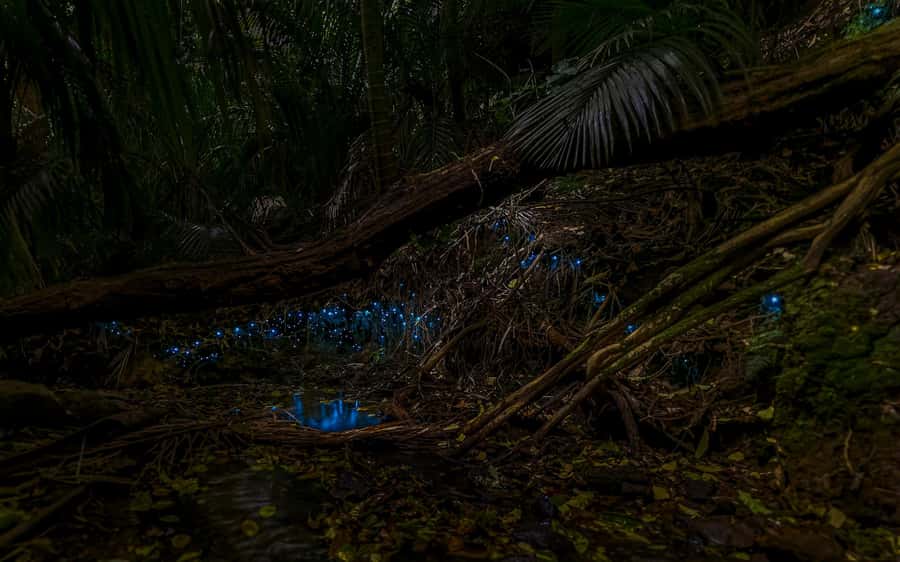 Auckland: Inner-City Glowworm Experience in Ancient Volcano - Key points at a glance
