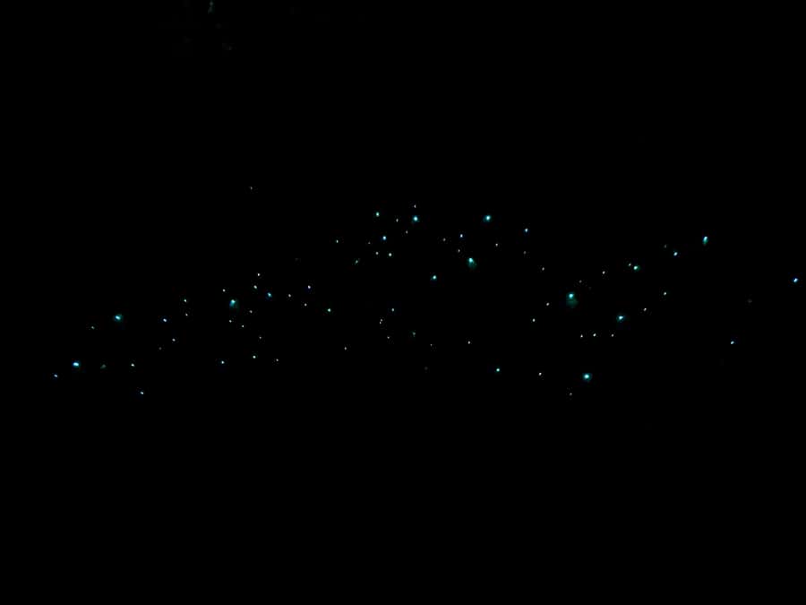 Auckland: Inner-City Glowworm Experience in Ancient Volcano - Why this city glowworm walk is worth your evening