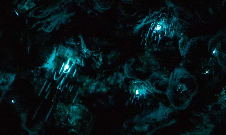 Auckland: Inner-City Glowworm Experience in Ancient Volcano - Walking through Pukekawa after dark