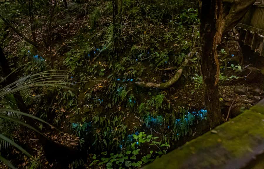 Auckland: Inner-City Glowworm Experience in Ancient Volcano - What the guide adds to the hour