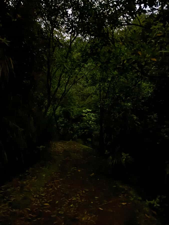 Auckland: Inner-City Glowworm Experience in Ancient Volcano - Photography without flash