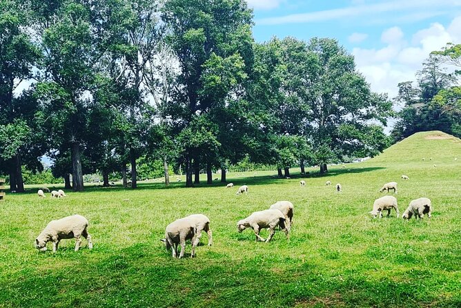 Auckland Nature Tour - The guide can make or break a small group