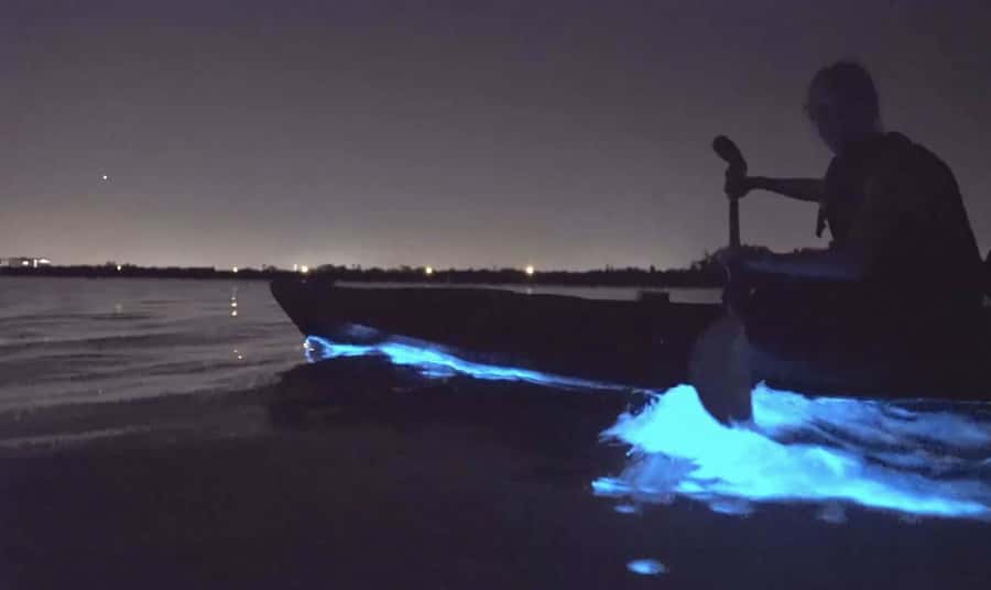 Auckland: Night Kayak Tour in Glowing Bioluminescent Waters - Choosing between Okura Boat Ramp and Waiake Beach