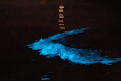 Night Kayak Tour in Glowing Bioluminescent Waters