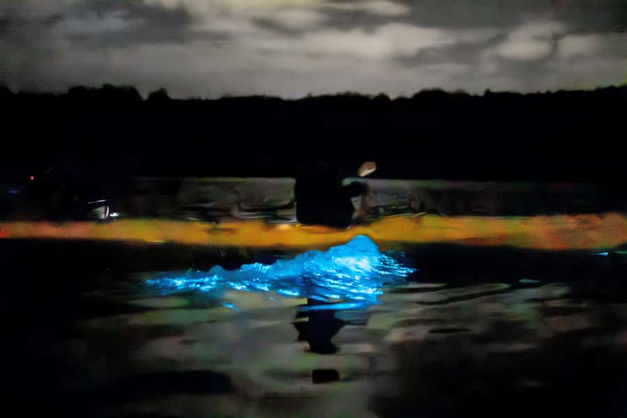 Auckland: Night Kayak Tour in Glowing Bioluminescent Waters - How the marine aurora actually looks