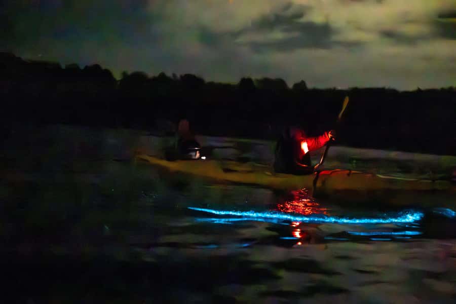 Auckland: Night Kayak Tour in Glowing Bioluminescent Waters - What the $56 price really buys you