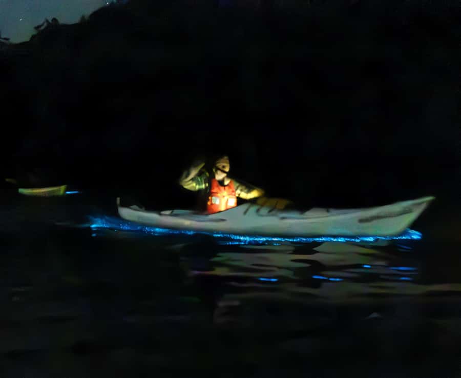 Auckland: Night Kayak Tour in Glowing Bioluminescent Waters - The guides make the difference