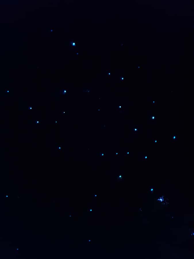 Auckland North Shore Glowworm Tour - Walking through 12 hectares of Awaruku Reserve