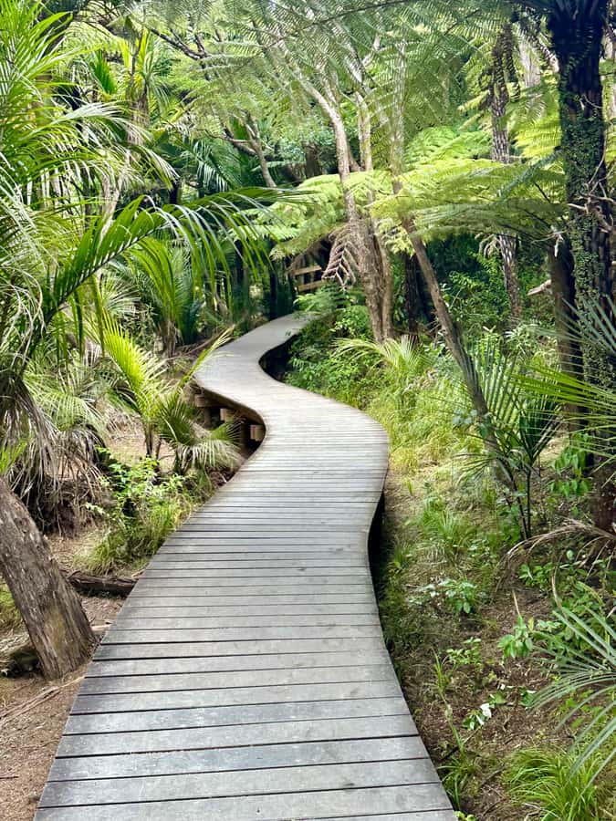 Auckland: Piha Beach, Rainforest, & Mount Eden Private Tour - Piha Beach, black sand, and Lion Rock
