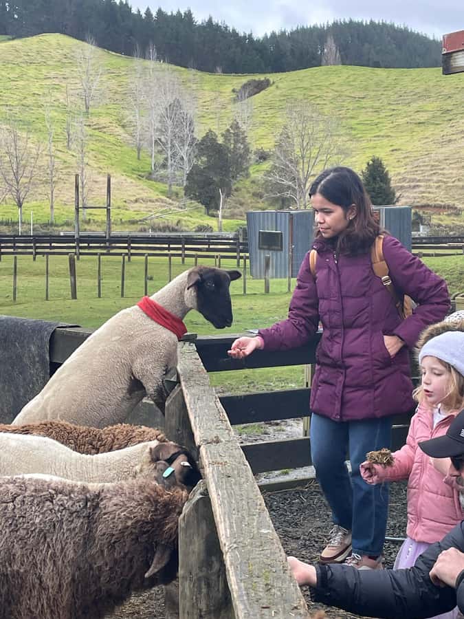 Auckland: Sheepworld, Honey Centre, & Kauri Trail Tour - Key points to know before booking