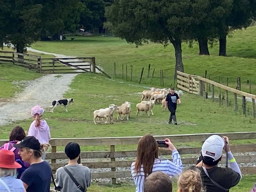 Auckland: Sheepworld, Honey Centre, & Kauri Trail Tour - Auckland to Warkworth by white minivan