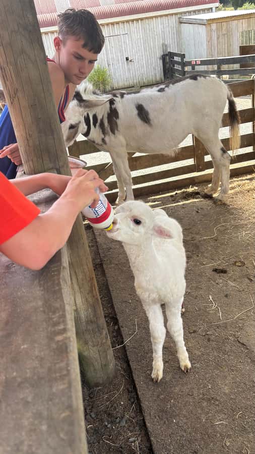 Auckland: Sheepworld, Honey Centre, & Kauri Trail Tour - What the six-hour schedule feels like