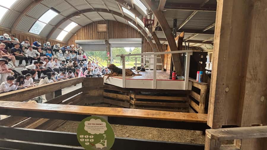 Auckland: Sheepworld, Honey Centre, & Kauri Trail Tour - Is the $172 price good value?