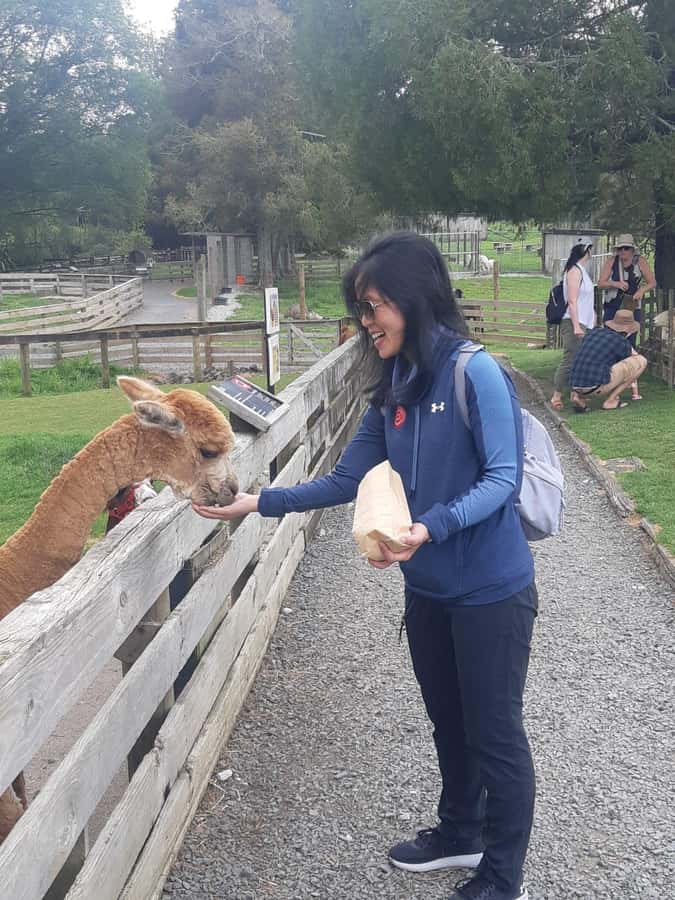 Auckland: Sheepworld, Honey Centre, & Kauri Trail Tour - Who will enjoy this Auckland day trip?