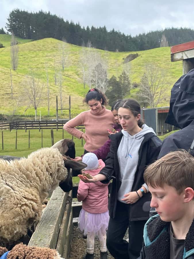 Auckland: Sheepworld, Honey Centre, & Kauri Trail Tour - Tasting Manuka honey at the Honey Centre