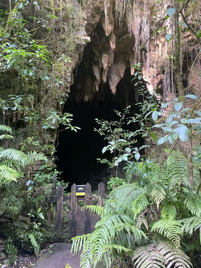 Auckland: Spellbound Glowworm Caves Explorer Tour - Otorohanga gives you a useful lunch break