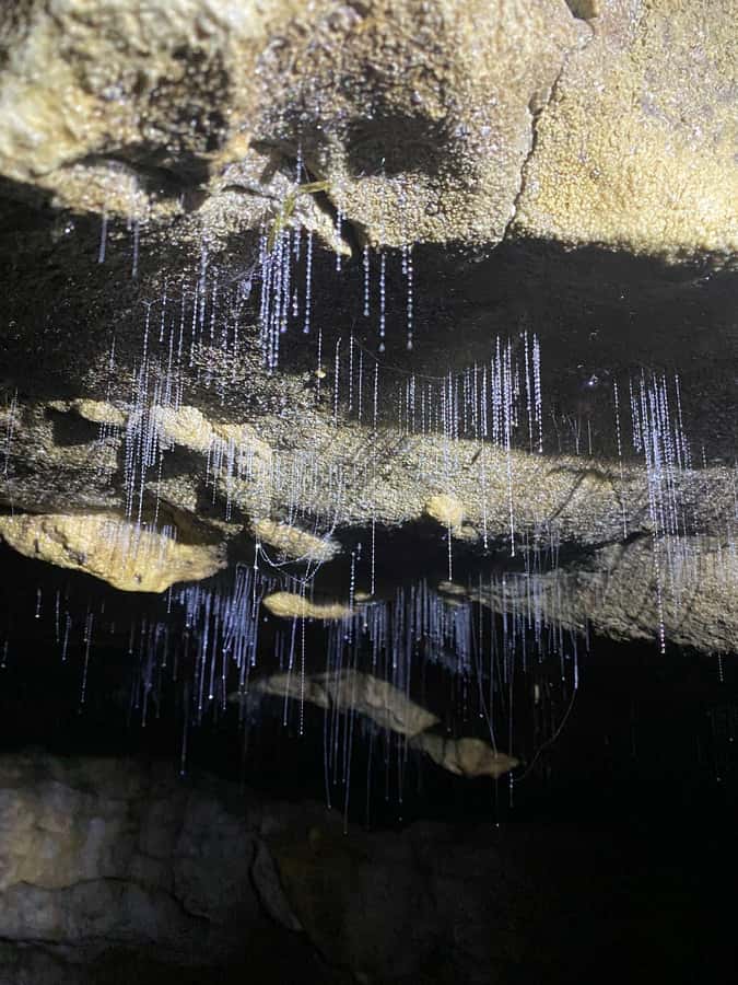 Auckland: Spellbound Glowworm Caves Explorer Tour - Walking, temperature, and mobility details