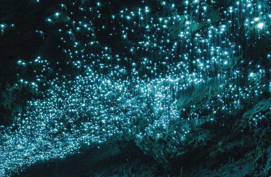 Auckland: Spellbound Glowworm Caves Explorer Tour - Why the Spellbound caves feel different