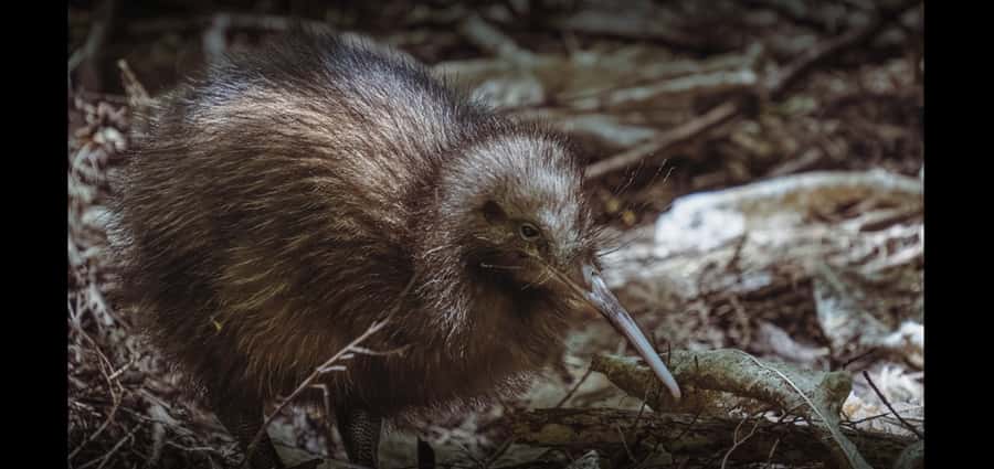 Auckland (Tawharanui): Wild Kiwi Bird Spotting Encounter - What the guides add to the night