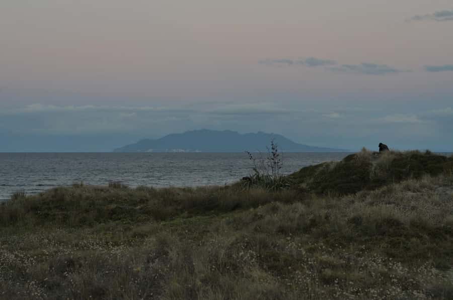 Auckland (Tawharanui): Wild Kiwi Bird Spotting Encounter - Is $89 good value?