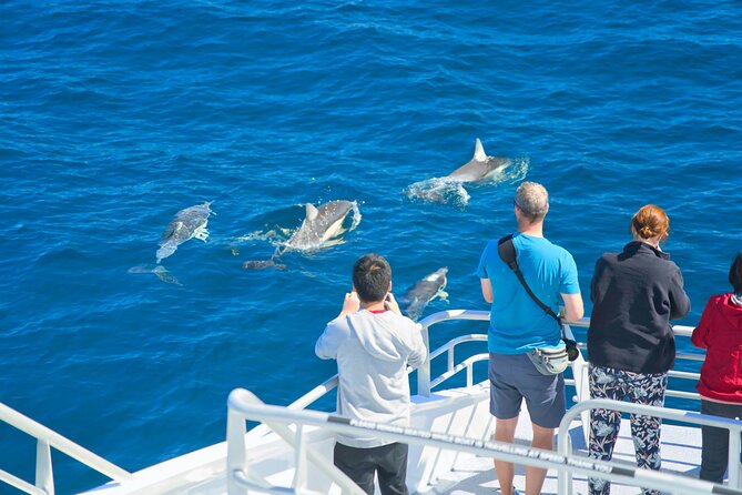 Auckland: Tikapa Moana Dolphin, Whale and Island Cruise - What the Commentary Adds