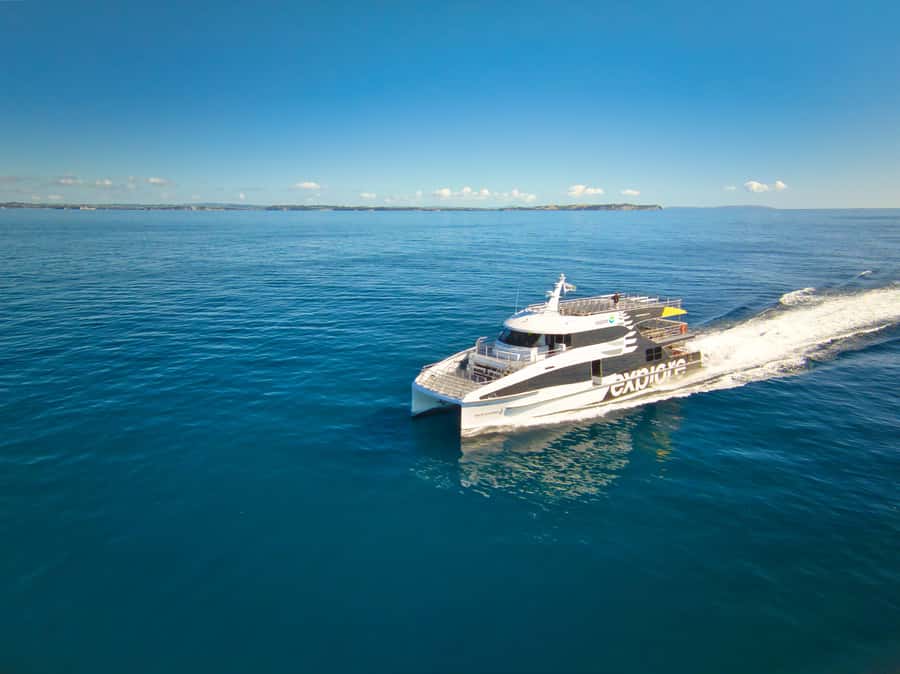 Auckland: Tikapa Moana Whales, Dolphins and Islands Cruise - Key points to know before booking