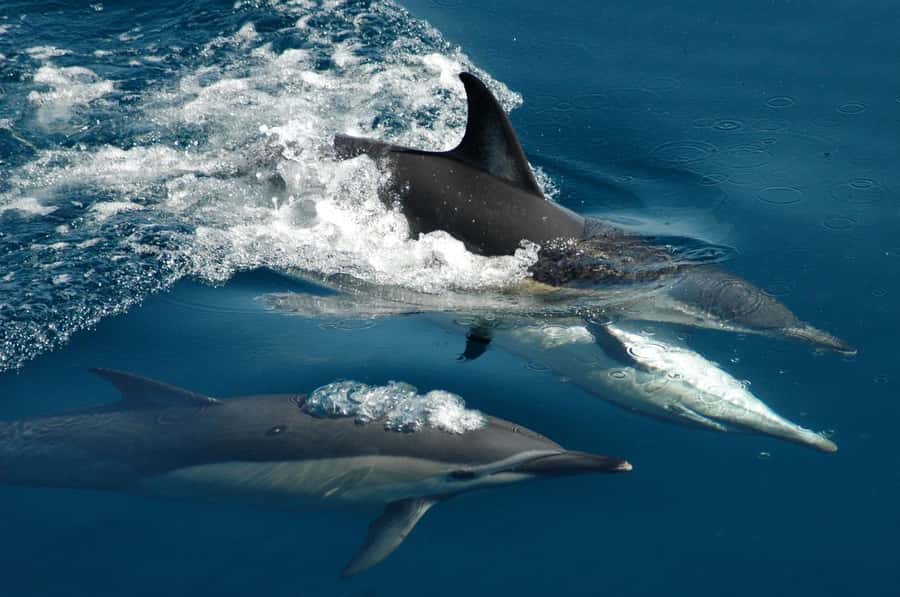 Auckland: Tikapa Moana Whales, Dolphins and Islands Cruise - Choosing Rotoroa Island for walking and wildlife