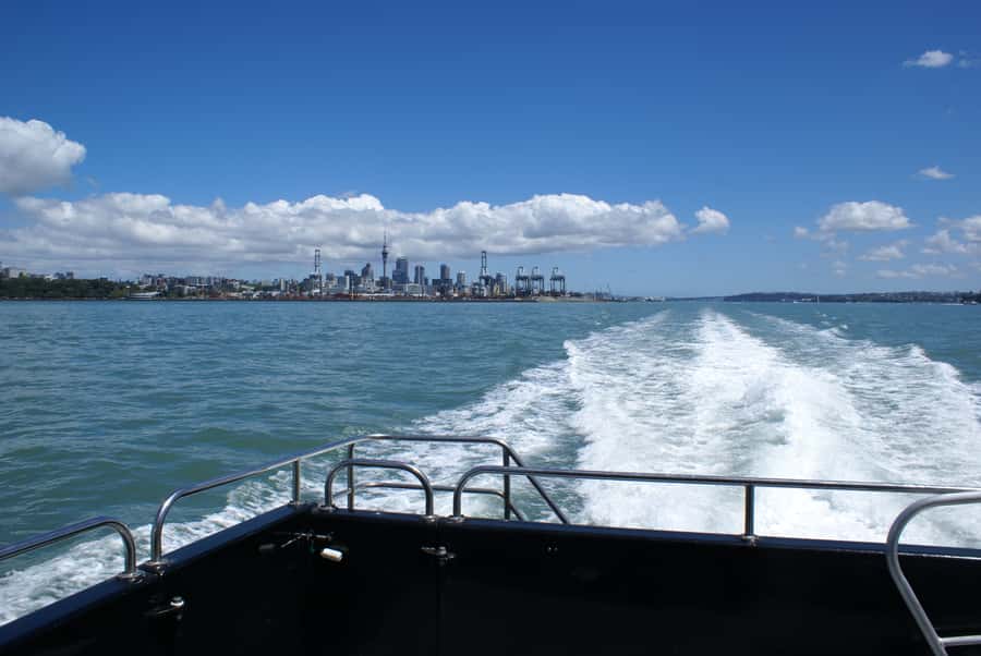 Auckland: Tikapa Moana Whales, Dolphins and Islands Cruise - Who will enjoy this cruise most