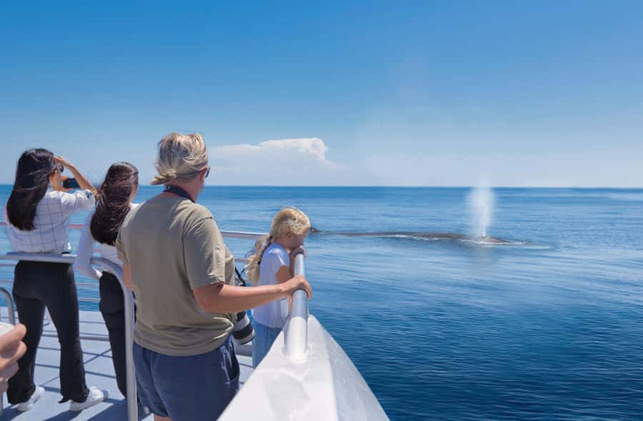 Auckland: Tikapa Moana Whales, Dolphins and Islands Cruise - How the whale and dolphin search works