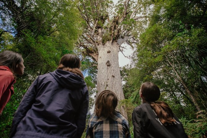 Auckland to Paihia via West Coast Small Group Tour (One Way) - The Kauri Museum gives the forest a backstory